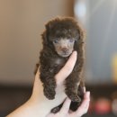 강아지,반하다 이미지