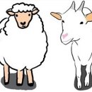 염소왕국 이미지