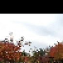 가을 단풍과 (모정애님 인생)💝💖💗 이미지