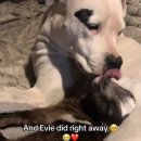 아기염소 이미지