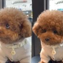 바른진료 동물병원 이미지