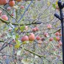 김진규농장 이미지