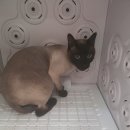 알았당개 이미지