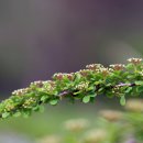 어제는 은방울꽃..오늘은 꽃망울이 금방울 같네.. : Spiraea Trilobata 이미지