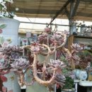 예일농장 이미지