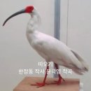 아마폴라 이미지