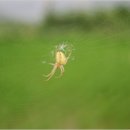 복사골환경