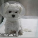 리틀쥬동물의료원 이미지