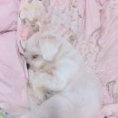 아프리카 노래연습장 이미지