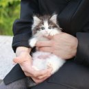 미니펫 강아지분양 고양이분양 강남점 이미지