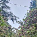 공원플라워 이미지