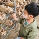 김포표고버섯농장 이미지