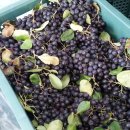 금강제2농장 이미지