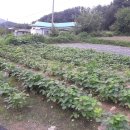 대지부동산중개사무소 Daum카페