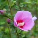 대대4리 이미지