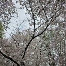 인천자유공원.벚꽃잔치.옛추억 이미지