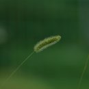 강아지풀 이미지