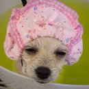 그루밍 펫 뷰티샵 이미지