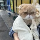 고양이 미용실 이미지
