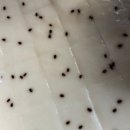 순흥기지떡 영주점 이미지