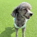 광주애견유치원호텔미용 마마스미독펜트하우스 본점 | 광주 반려견 호텔&amp;유치원 추천, 마마스미독 펜트하우스 방문후기