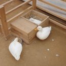 덕이농장 | 어린이집 겨울방학 보내기 | 20개월 아기랑 용인 무럭무럭 농장 방문 | 동물 먹이주기 , 모래놀이