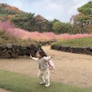 칠곡 가산 제006호 | 20개월 아기랑 핑크뮬리 시기 가산수피아 입장료 &amp; 칠곡 가볼만한 곳