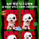 아이몽 - 수원시 팔달구 | 아이몽 애견유치원 본점 직접 살펴본 상담 포인트