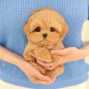 왜관동물병원 이미지