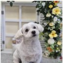 우리동네펫샵 이미지