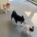 뽀글뽀글 반려견 유치원&호텔 | 평택 이충동 애견호텔 뽀글뽀글반려견유치원&amp;호텔 비용 시간 위치