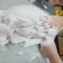 광릉내 애견 네이버블로그