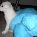 아진동물병원 이미지