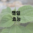 깻잎 효능 및 효과 보관법 이미지