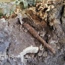 [12월 4일] 알뜨르비행장서 길이 40cm 녹슨 불발탄 발견 (펌) 이미지