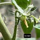 다이소 방울토마토 재배 키트 방울토마토 키우기 성공 과정 후기