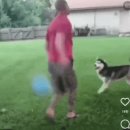 멍청하개 이미지