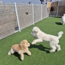 아지야 놀자 이미지