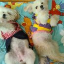 룰루랄라 이미지