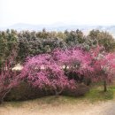 송평농장 | 전라남도 해남 여행 : 보해매실농원, 우항리공룡화석지