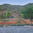 포레스트캐빈앤캠프 | 제천 캠핑장 포레스트 캐빈앤캠프 후기 (승용 캠퍼도 감성 캠핑 할 수 있어요!)