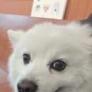 양코치 애견카페 네이버블로그