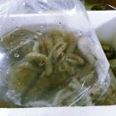 낙지대장 - 고양시 덕양구 대주로 121-7 | 낙지대장