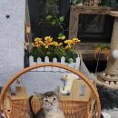 쿤이수염 이미지