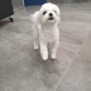 스퀘어독스 롯데남악점 | 남악애견카페방문 후기