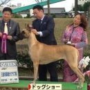 도그클럽 이미지