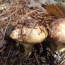 송이농장 이미지