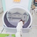 오구오구퍼피 해운대 네이버블로그
