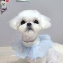 그루미송 이미지