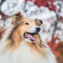 말하는 영어도서관 이미지